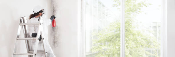 Reliable Hidden Valley Lake, CA Mold Removal Solutions